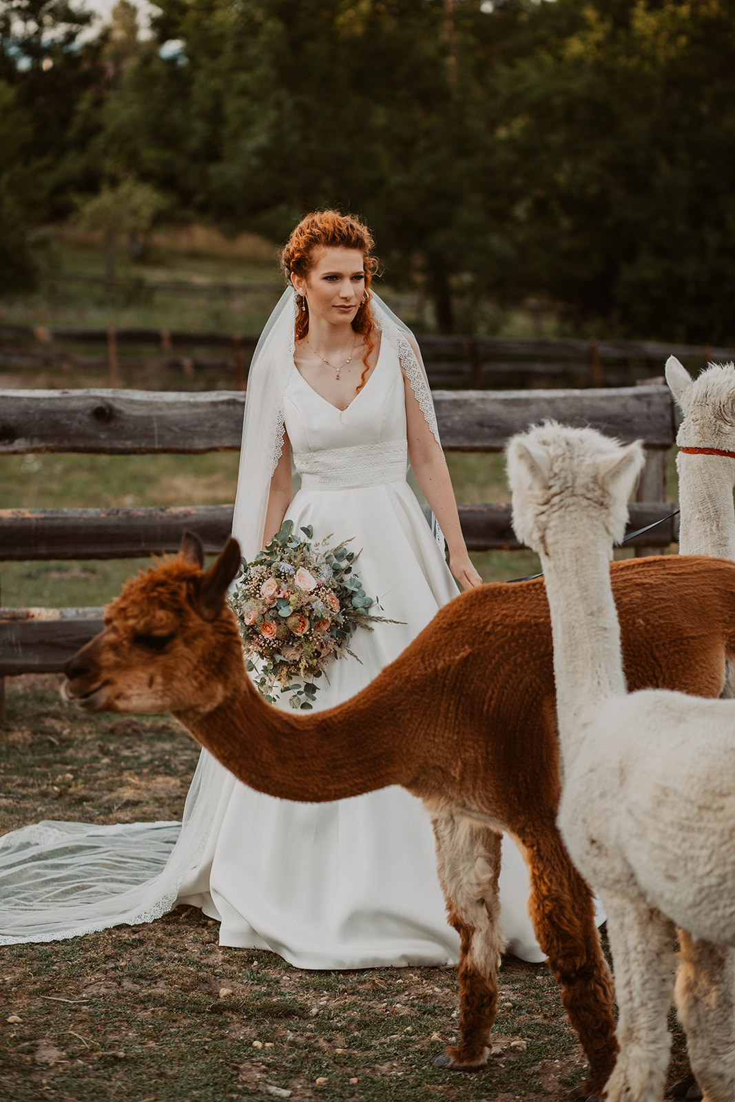 Alpaka Weddingshooting